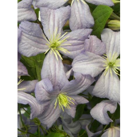 Clématite 'Prince Charles' Pot de 2L/3L