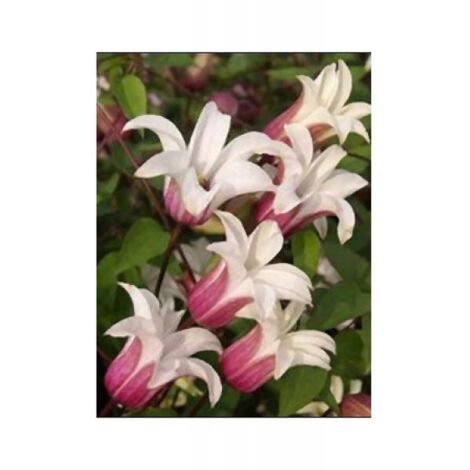 Clématite 'Princesse Kate'® 'Zoprika' Pot de 2L/3L