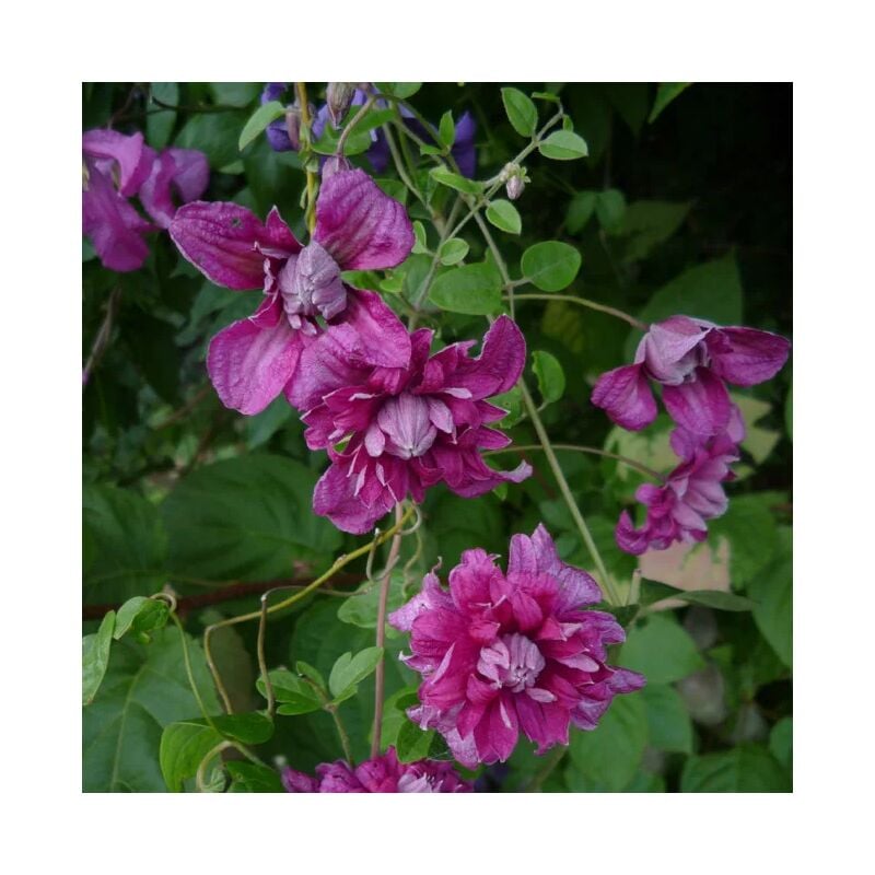 Javoy Plantes - Clématite 'Purpurea Plena Elegans' - clematis viticella 3L
