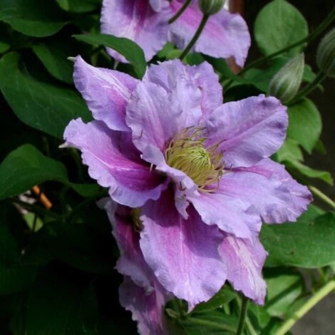 Clématite Ragamuffin | Pot de 2L