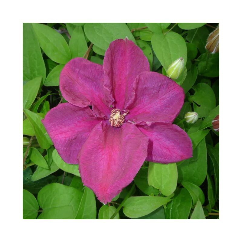 Javoy Plantes - Clématite 'Rahvarinne' à grandes fleurs rouge-violet 3L
