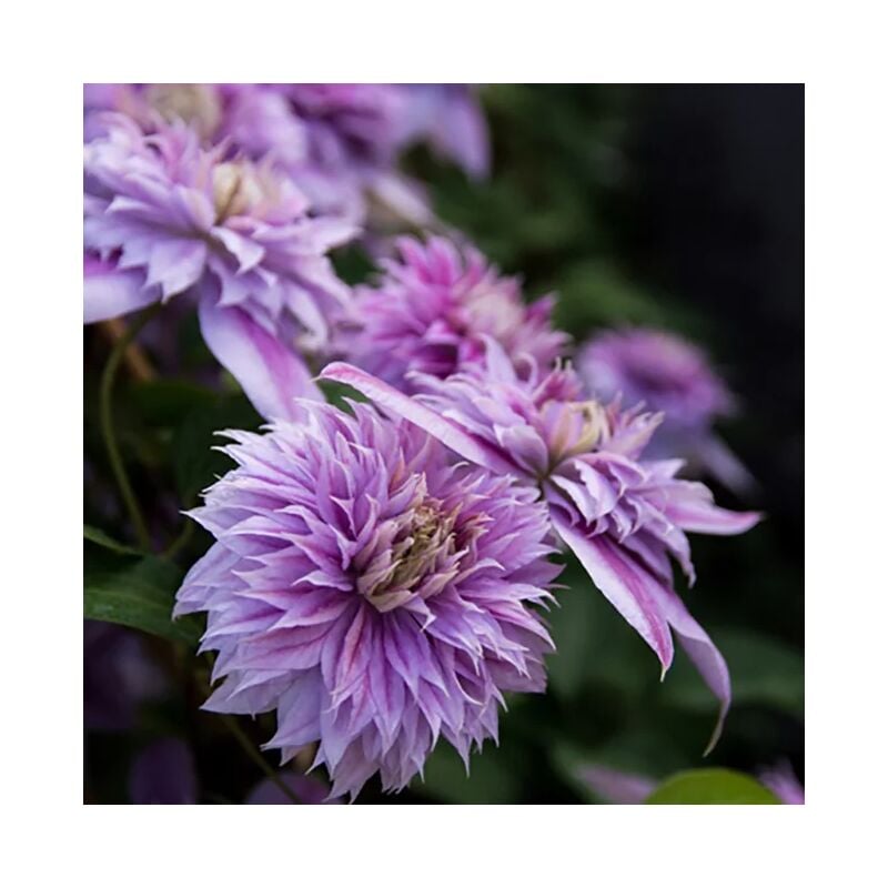 Clématite Regal® 'Josephine' ('Evijohill') - clematis 3L
