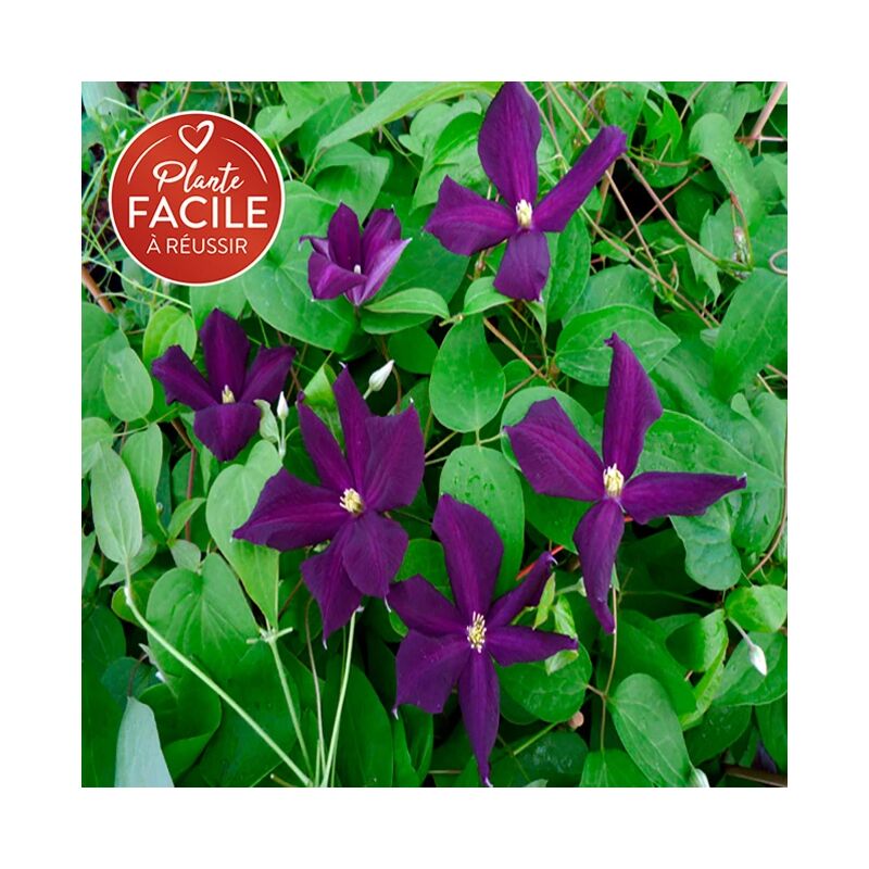 Clématite 'Romantika' - clematis viticella 3L - 90/120cm