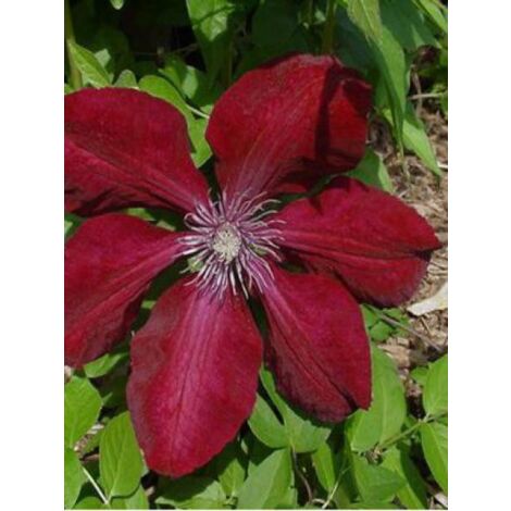 Clématite 'Rouge Cardinal' Pot de 2L/3L
