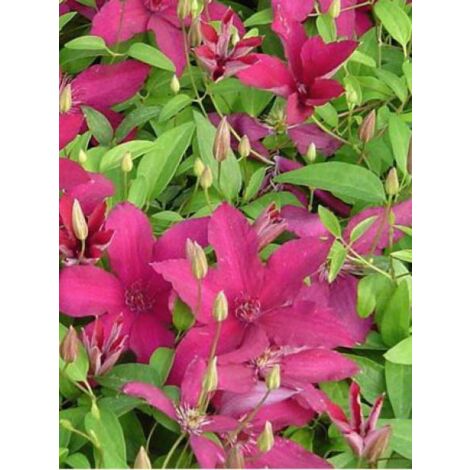 Clématite 'Rüütel' Pot de 2L/3L