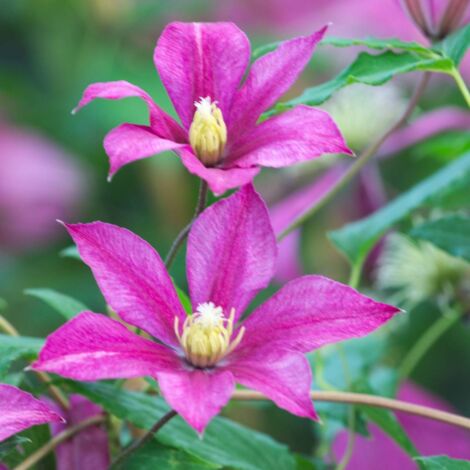 Clématite Sabine®