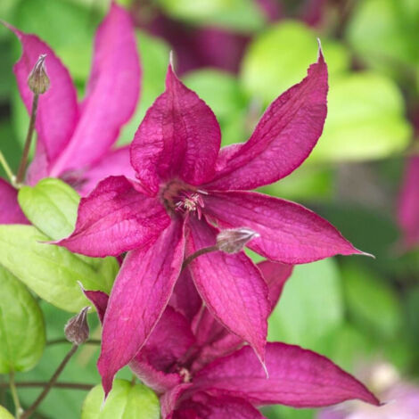 Clématite Saphyra® Nancy