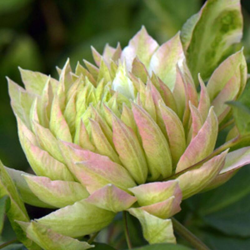 Clematite.net - Clématite Sen No Kaze/Pot de 1,5L - Vert