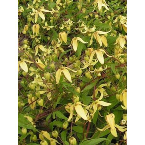 Clématite serratifolia Pot de 1,5L/2L