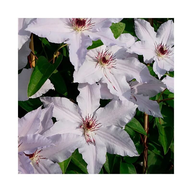 Clématite Snow Queen clematis 3L - 60/90cm