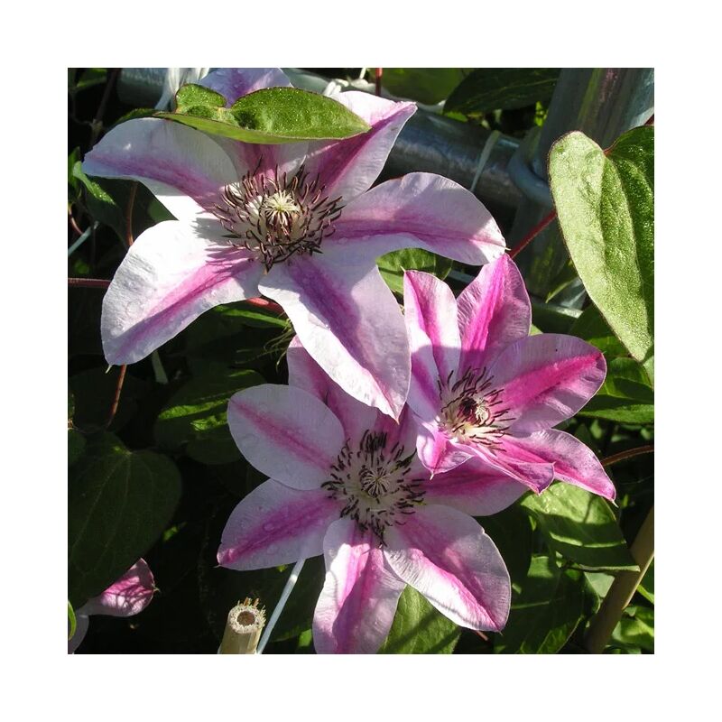 Clématite 'Souvenir du Capitaine Thuilleaux' 3L - 90/120cm