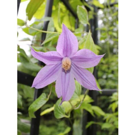Clématite 'Star river® 'zostarri'' Pot de 2L/3L