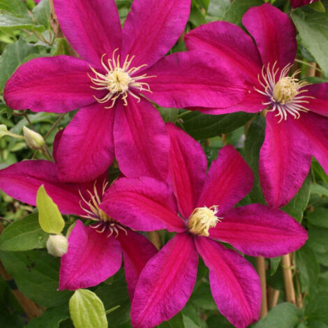 Clématite Sunset | Pot de 3L - Echelle bambou 60/120 cm