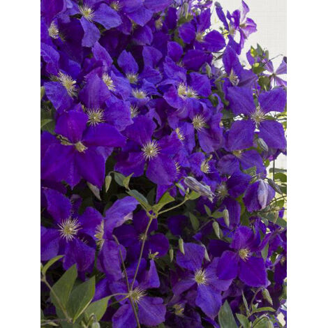 Clématite 'Superba' Pot de 2L/3L