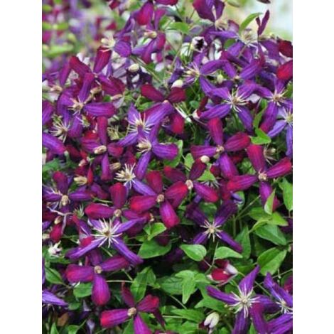Clématite 'Sweet Summer Love'® Pot de 2L/3L