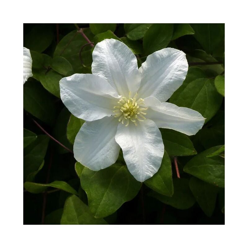 Clématite 'Sylvia Denny' - clematis 3L - 90/120cm