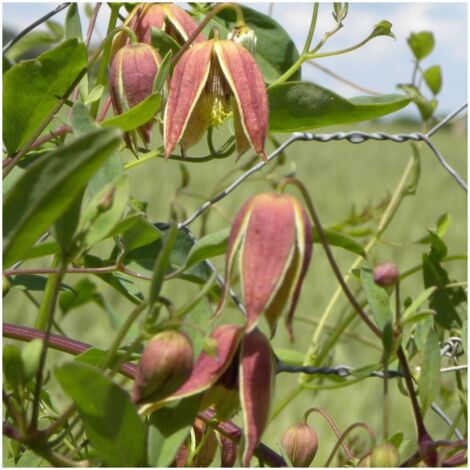 Clématite tangutica My Angel®