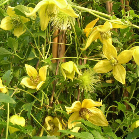 Clématite tangutica Orange Peel