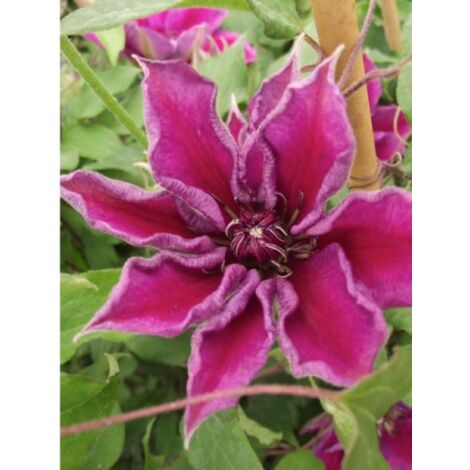 Clématite 'Temptation'® 'Zotemp' Pot de 2L/3L