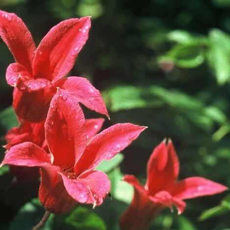 Clématite texensis Gravetye Beauty