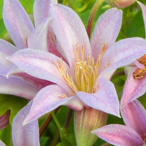 Clématite texensis Mienie Belle® 'Zomibel'