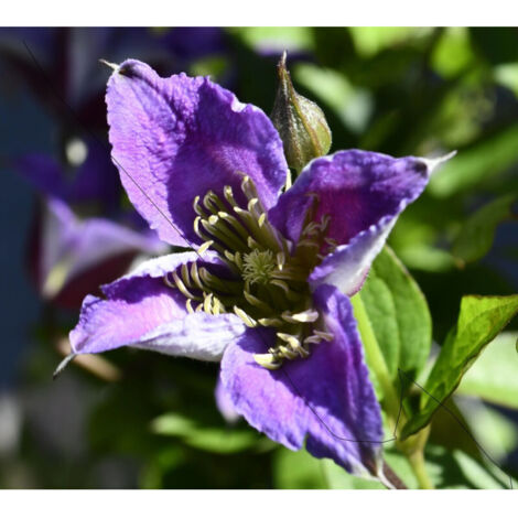 Clématite texensis Prince William® 'Zo08171'