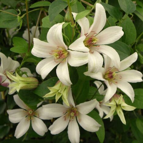 Clématite texensis Princesse Kate® 'Zoprika'