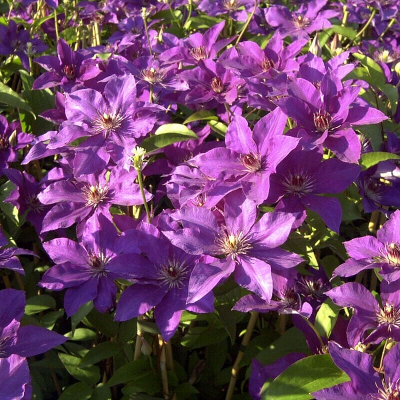 Plantes Avenue - Clématite The President/Pot de 3L