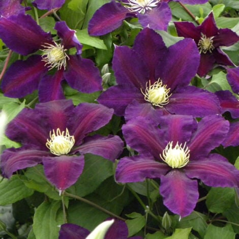 Clématite The Vagabond