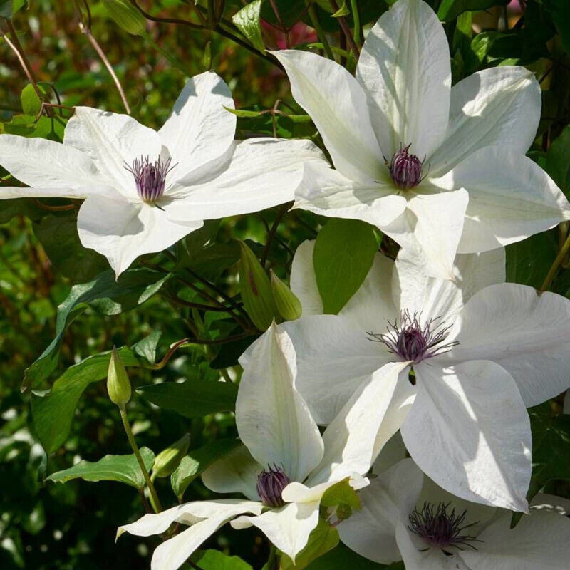 Plantes Avenue - Clématite Tsukiko™ 'Evipo110'/Pot de 3L