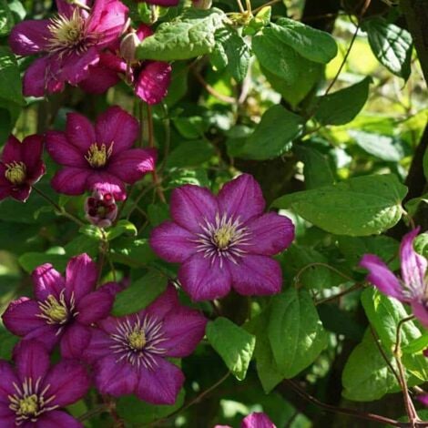 PÉPINIÈRES NAUDET Clématite 'Ville de Lyon' (Clematis 'Ville de Lyon')