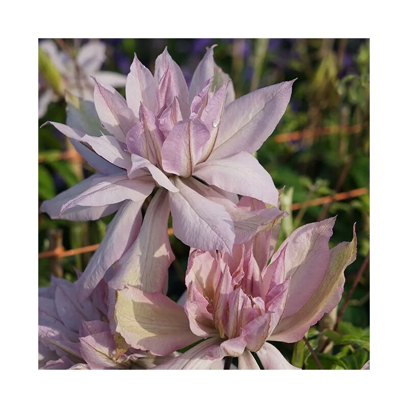 Javoy Plantes - Clématite 'Violet Elizabeth' - clematis 3L - 60/90cm
