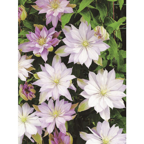 Clématite 'Violet Elizabeth' Pot de 2L/3L