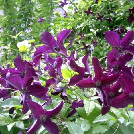 Clématite viticella Black Prince