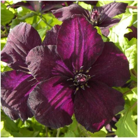 Clématite viticella Dark Eyes