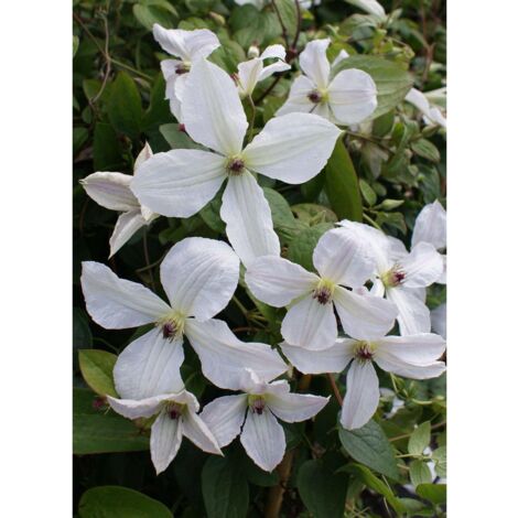 Clématite viticella Forever Friend® 'Zofofri' | Pot de 1,5L - Tuteur bambou 30/60 cm