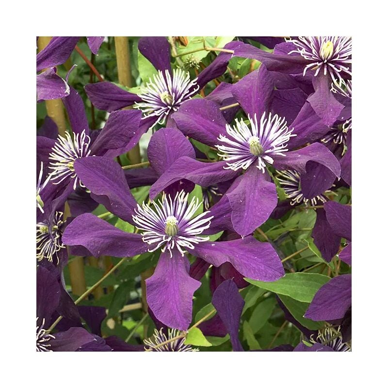Clématite viticella Panther - Clematis viticella 3L