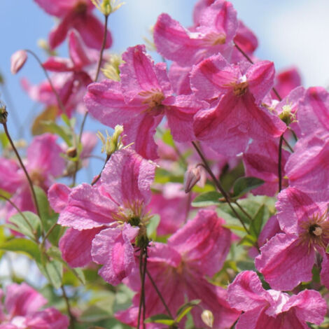 Clématite viticella Pink Mink®