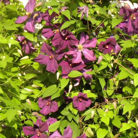 Clématite viticella Polish Spirit