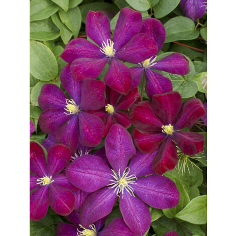 Clématite 'Voluceau' Pot de 2L/3L