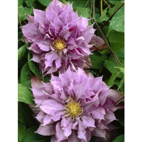 Clématite 'Vyvyan Pennell' Pot de 2L/3L