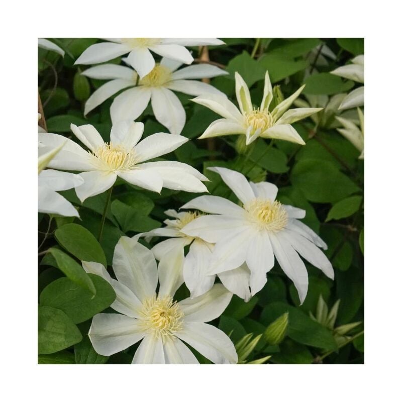 Javoy Plantes - Clématite ' Wada's Primrose' - clematis 3L - 90/120cm