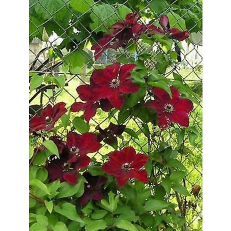 Clématite 'Wester Platte' Pot de 2L/3L