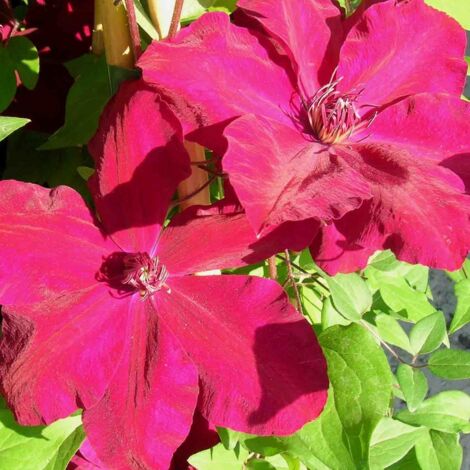 Clématite Westerplatte