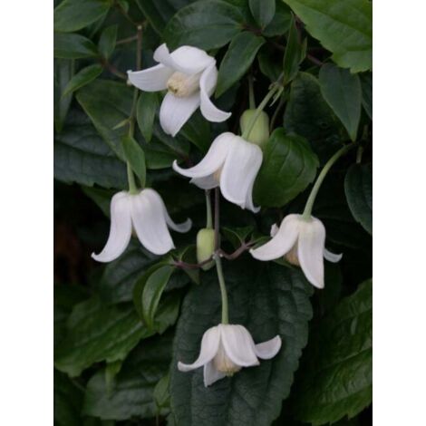 Clématite 'Winter Beauty' Pot de 2L/3L