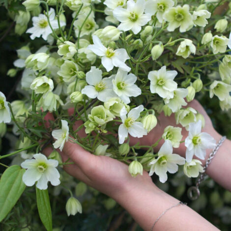 Clématite x cartmanii Early Sensation