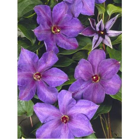 Clématite 'Xerxes' Pot de 2L/3L