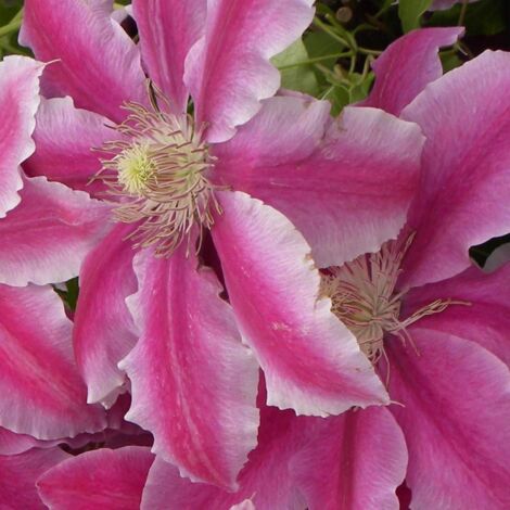 Clématite Yuan™ Evipo082 | Pot de 1,5L