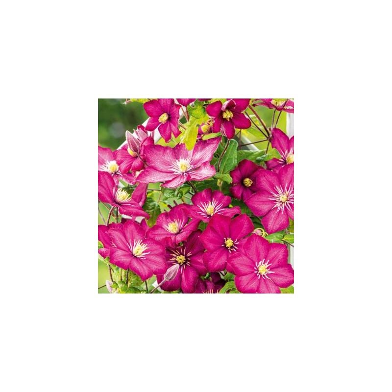 Clematites- ville de lyon - le pot de 1,3 l -