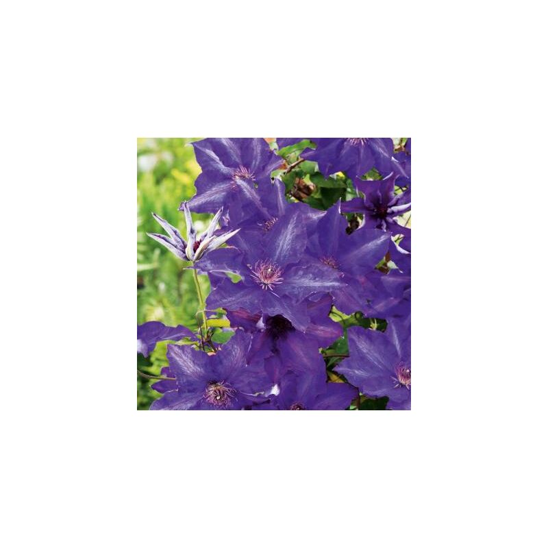 Clematites- the president - le pot de 1,3 l